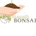 Brussel's Sago Palm Bonsai - Medium - (Indoor)   552967814